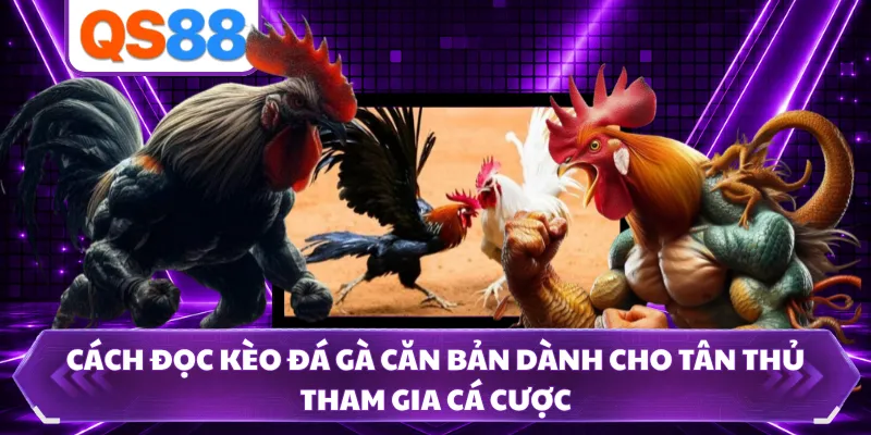 Cách đọc kèo đá gà căn bản dành cho tân thủ tham gia cá cược