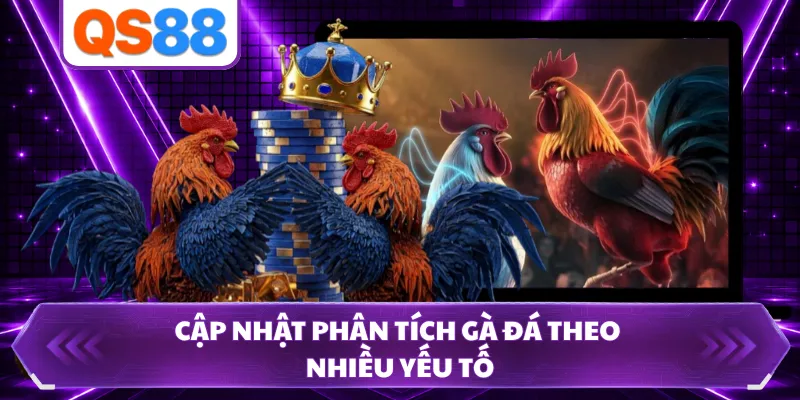 Cập nhật phân tích gà đá theo nhiều yếu tố