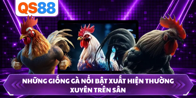 Những giống gà nổi bật xuất hiện thường xuyên trên sân